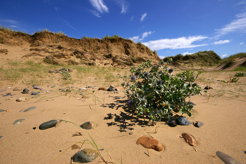 To save this picture as Windows Wallpaper - right click it - then select "Set as Background"